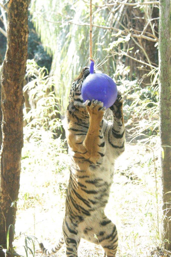 ジョリーボールに噛みつくラウト