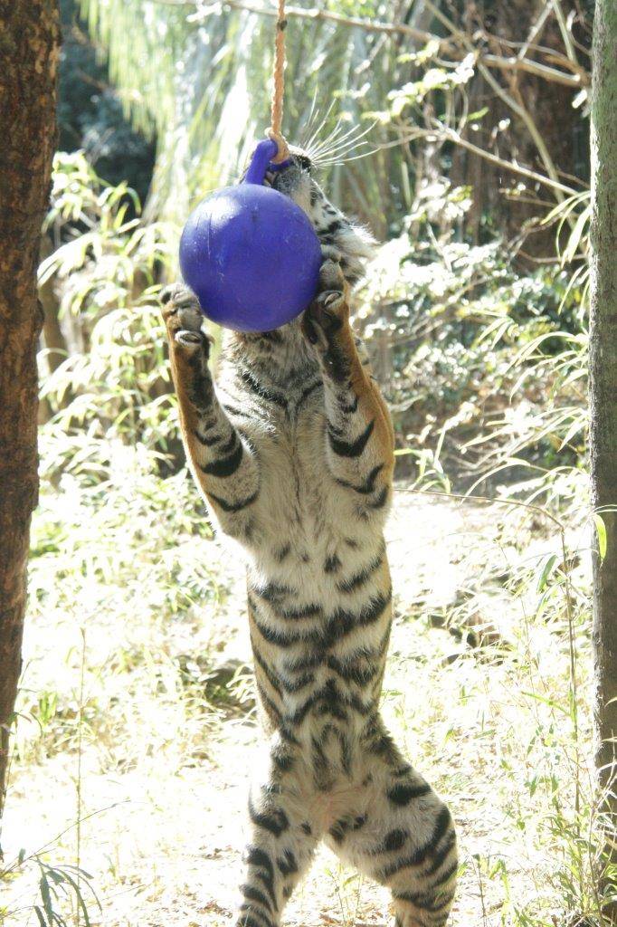 ジョリーボールに襲い掛かるラウト