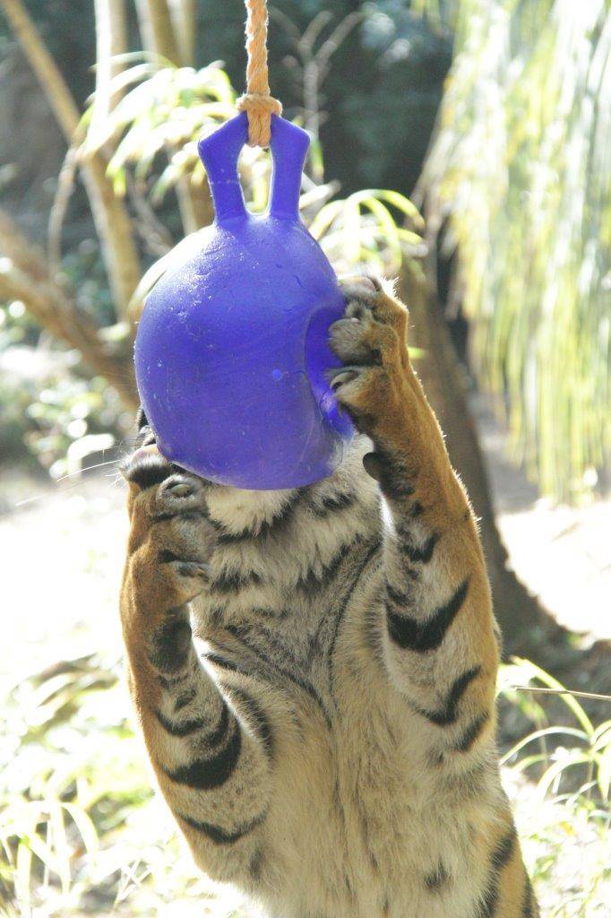 鋭い爪をジョリーボールに食い込ませるラウト