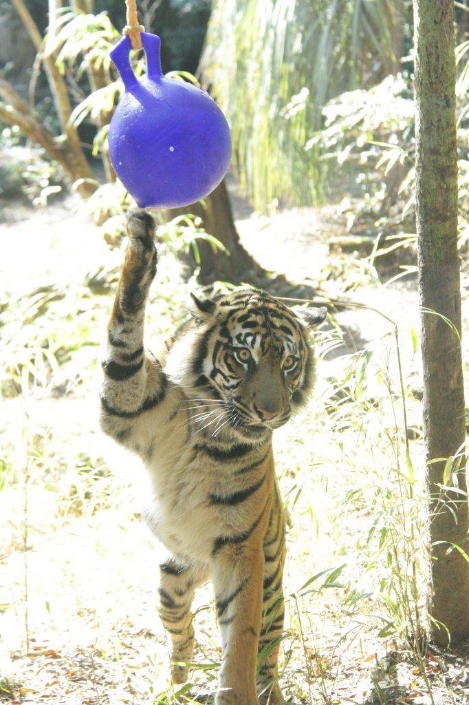 ジョリーボールに爪が引っかかっているラウト