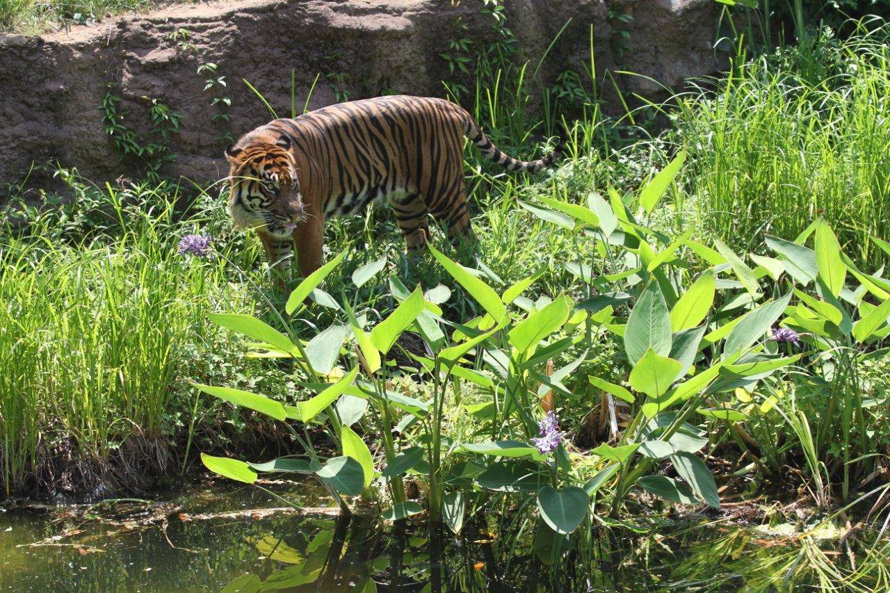 2014年6月の展示場でのガンター。展示場も緑が沢山。