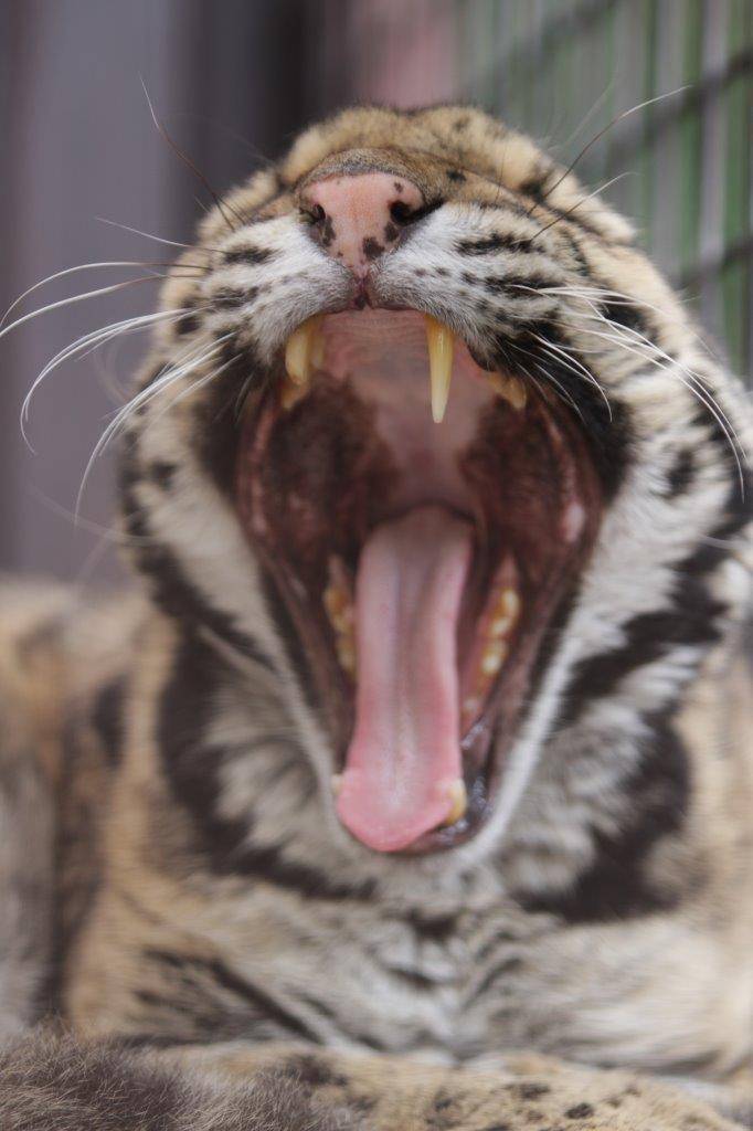 欠伸をするアニル②