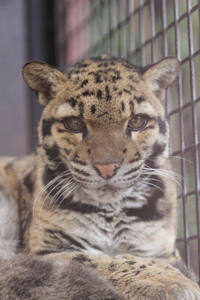 アニルのアップ④