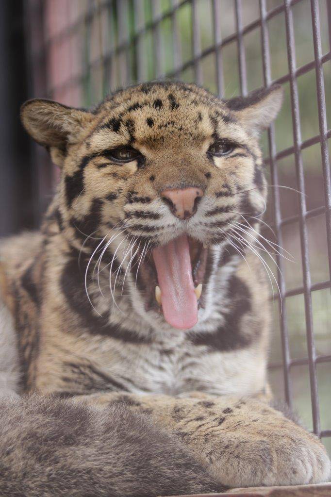 欠伸をするアニル③