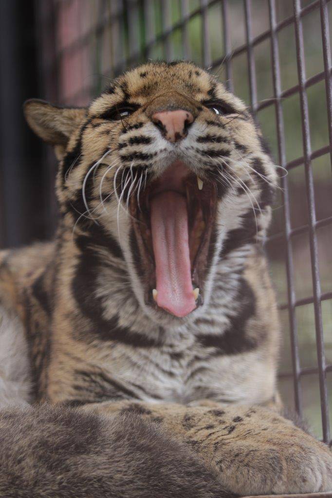 欠伸をするアニル⑥