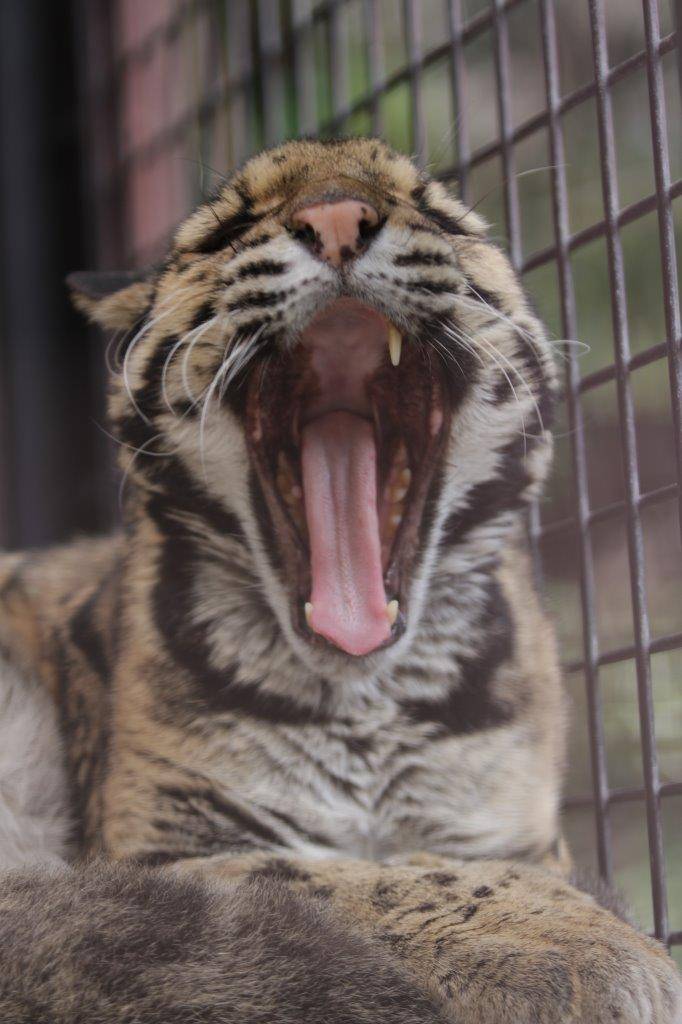 欠伸をするアニル⑦