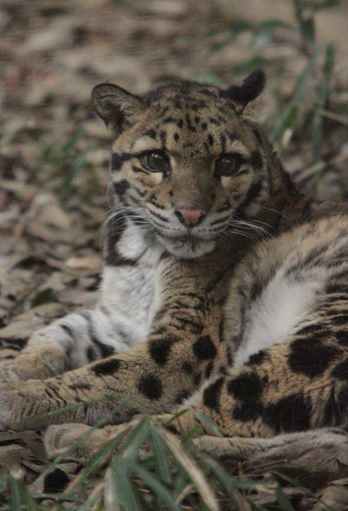 展示場で休むアニル