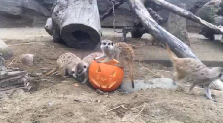 のりふりかえる