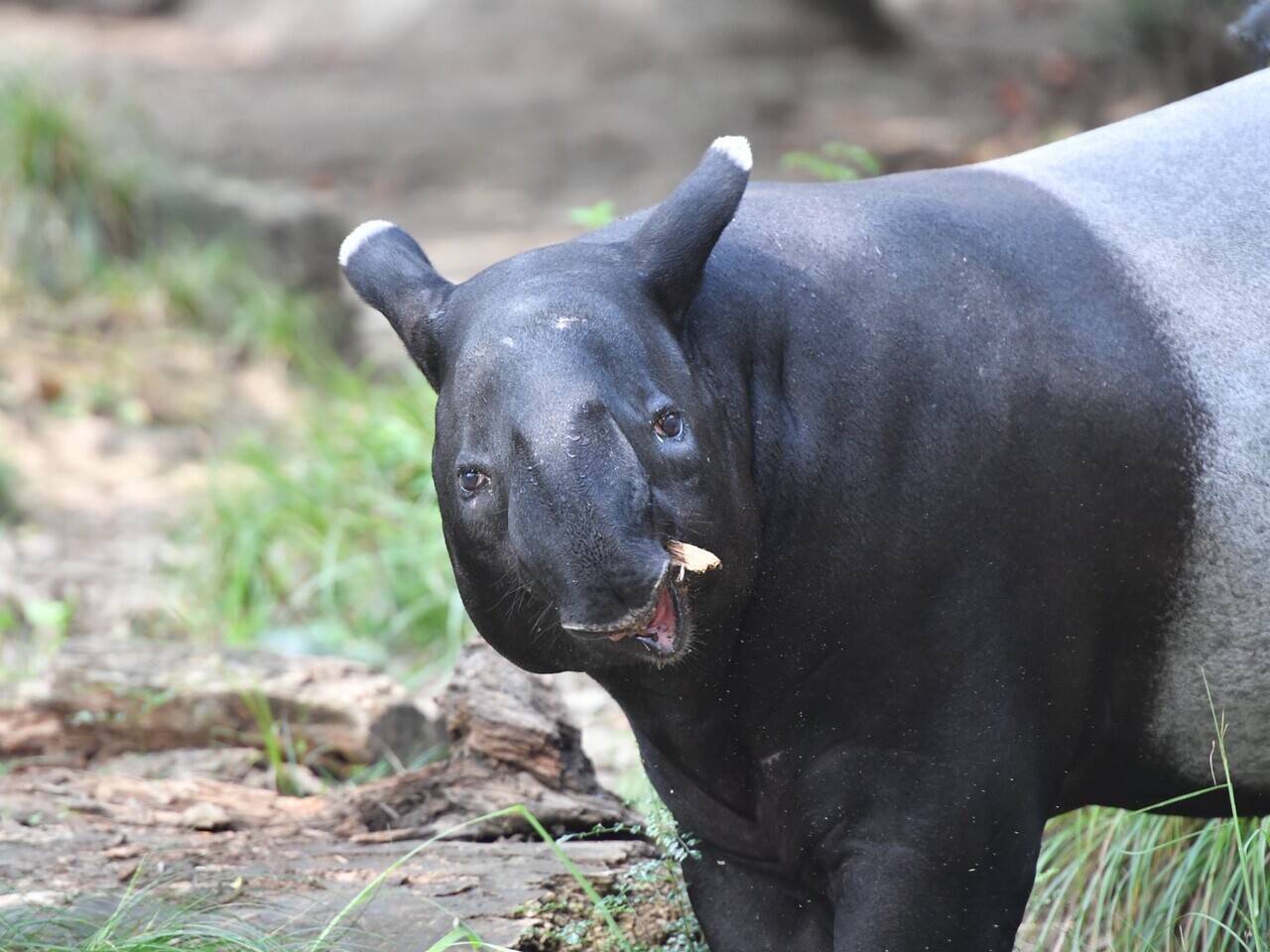 世界バクの日 飼育日誌 よこはま動物園ズーラシア公式サイト 公益財団法人 横浜市緑の協会 世界バクの日 飼育日誌 よこはま動物園ズーラシア公式サイト 公益財団法人 横浜市緑の協会
