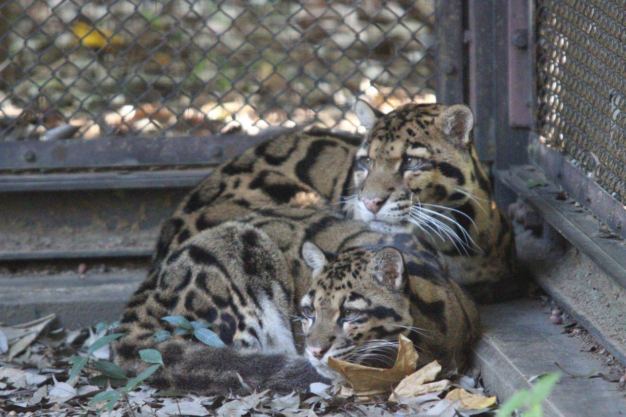 寄り添って休むジュールとイーナ