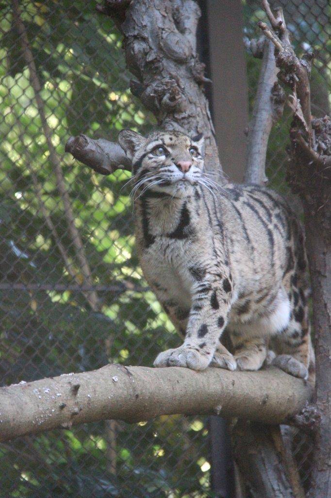 止まり木上のアニル