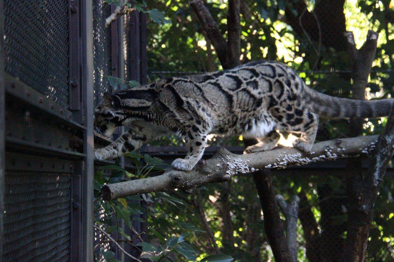 細い止まり木もなんなく移動していた頃のアニル