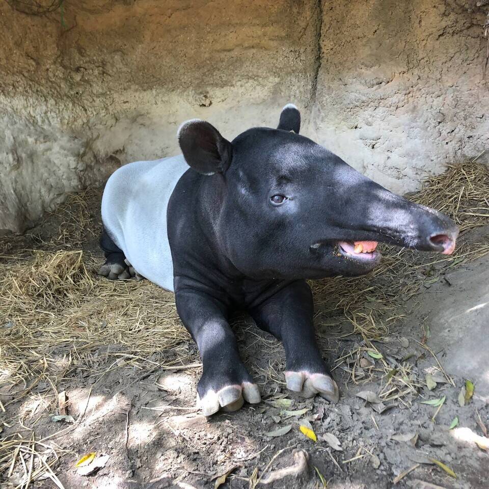 世界バクの日 飼育日誌 よこはま動物園ズーラシア公式サイト 公益財団法人 横浜市緑の協会 世界バクの日 飼育日誌 よこはま動物園ズーラシア公式サイト 公益財団法人 横浜市緑の協会
