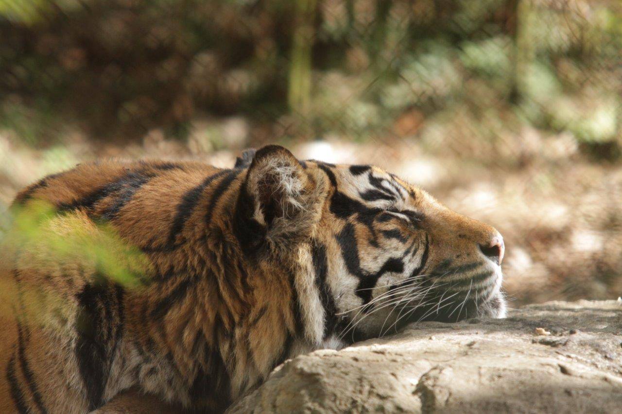 擬岩ヒーターに顎を乗せて休むデル