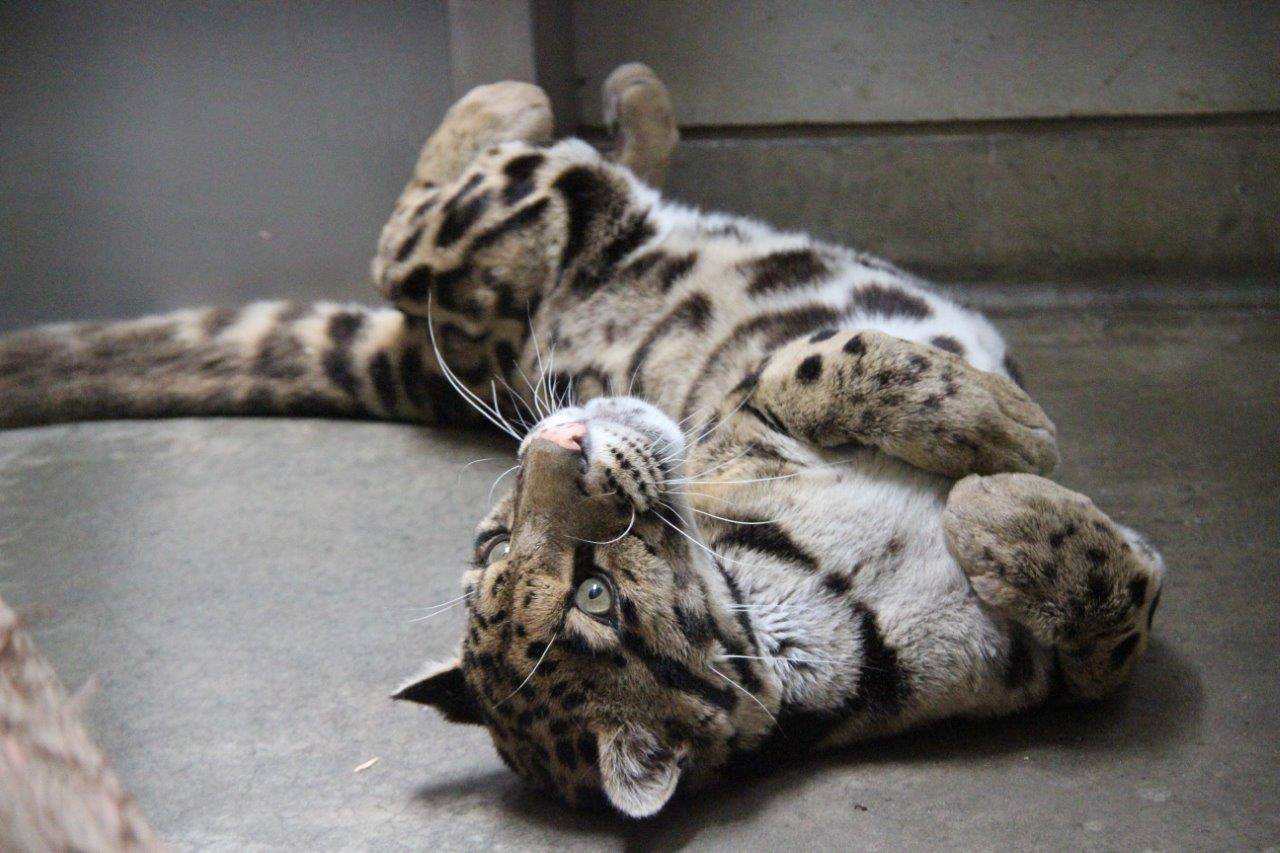 仰向けになって休むコーラル