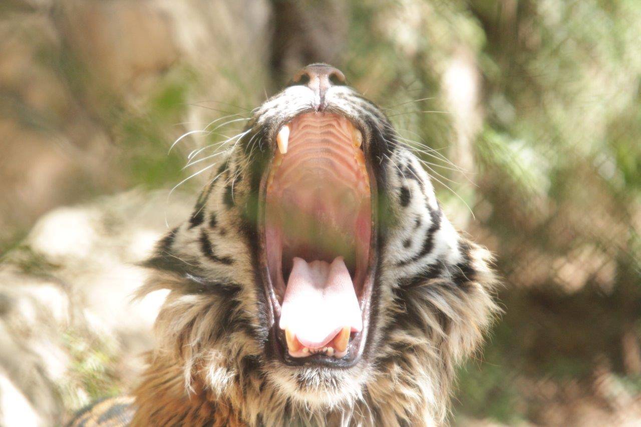 欠伸をするガンター