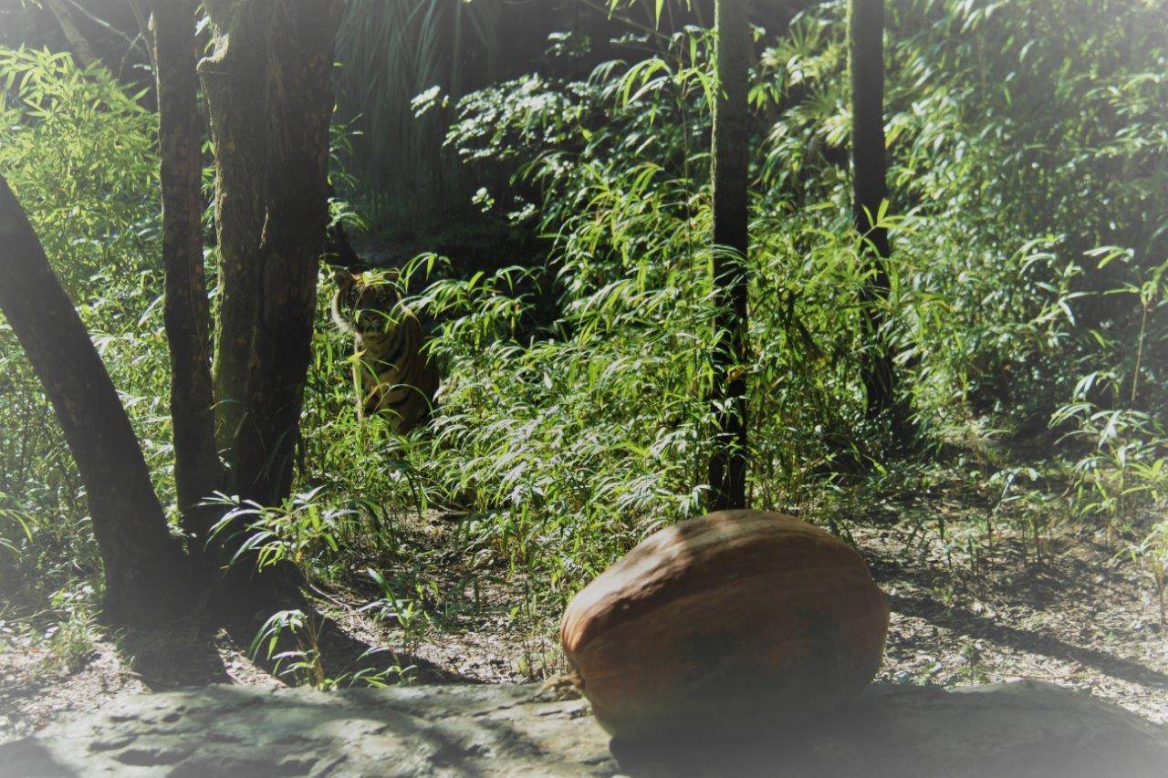 ハロウィン用カボチャの向こうにムジュの姿が