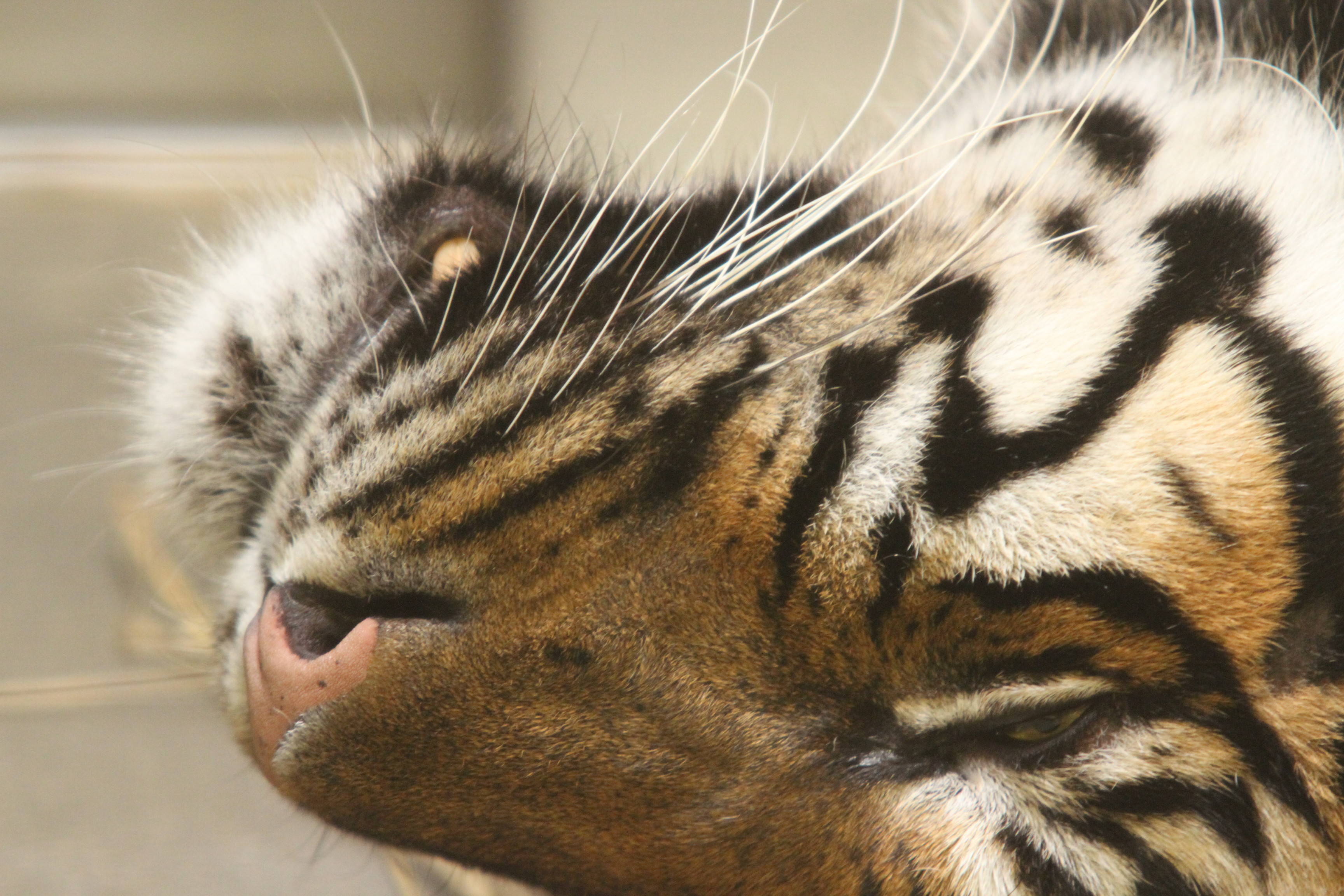 犬歯は見えるのか すまとらとらブログ よこはま動物園ズーラシア公式サイト 公益財団法人 横浜市緑の協会 犬歯は見えるのか すまとらとらブログ よこはま動物園ズーラシア公式サイト 公益財団法人 横浜市緑の協会