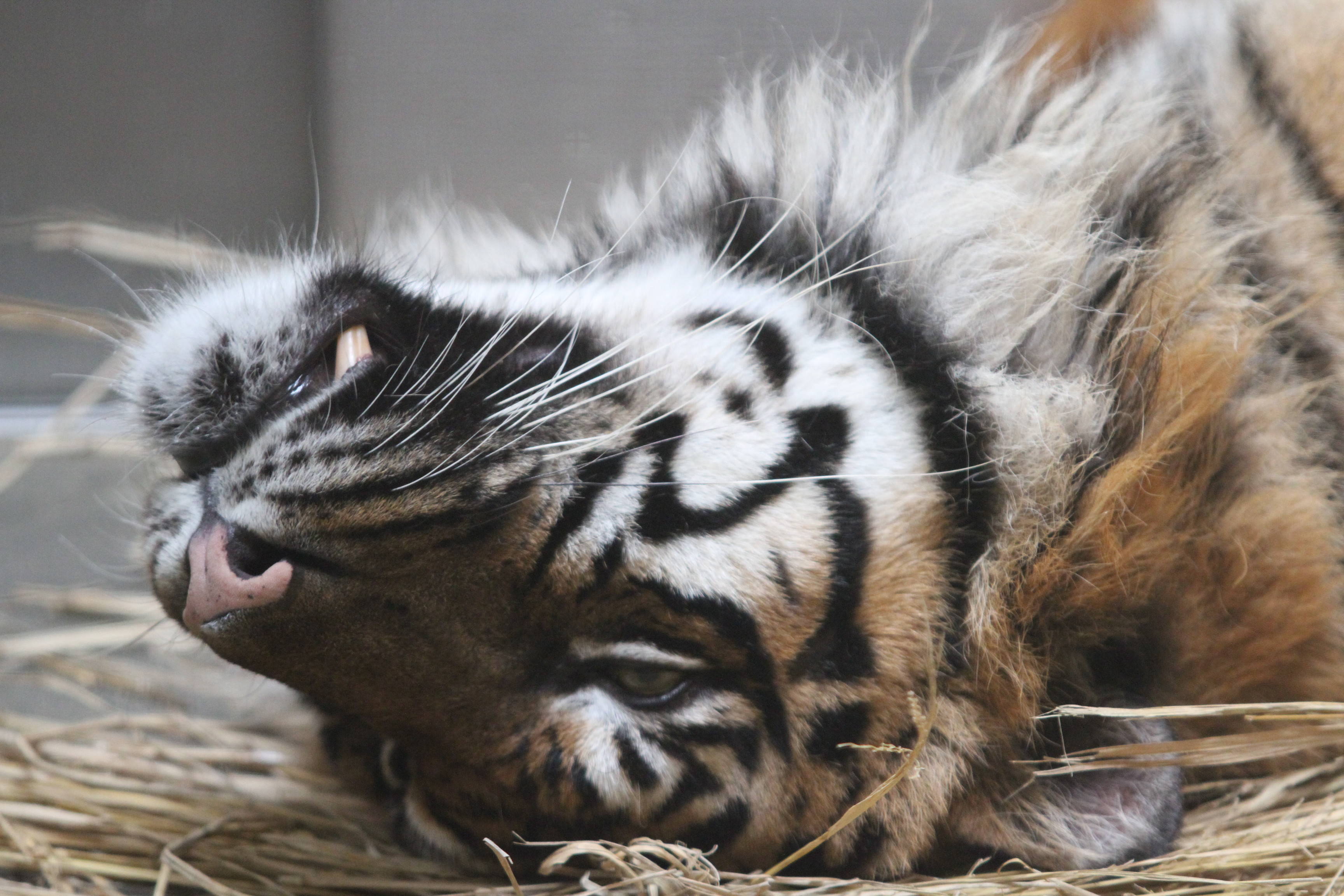 犬歯は見えるのか すまとらとらブログ よこはま動物園ズーラシア公式サイト 公益財団法人 横浜市緑の協会 犬歯は見えるのか すまとらとらブログ よこはま動物園ズーラシア公式サイト 公益財団法人 横浜市緑の協会