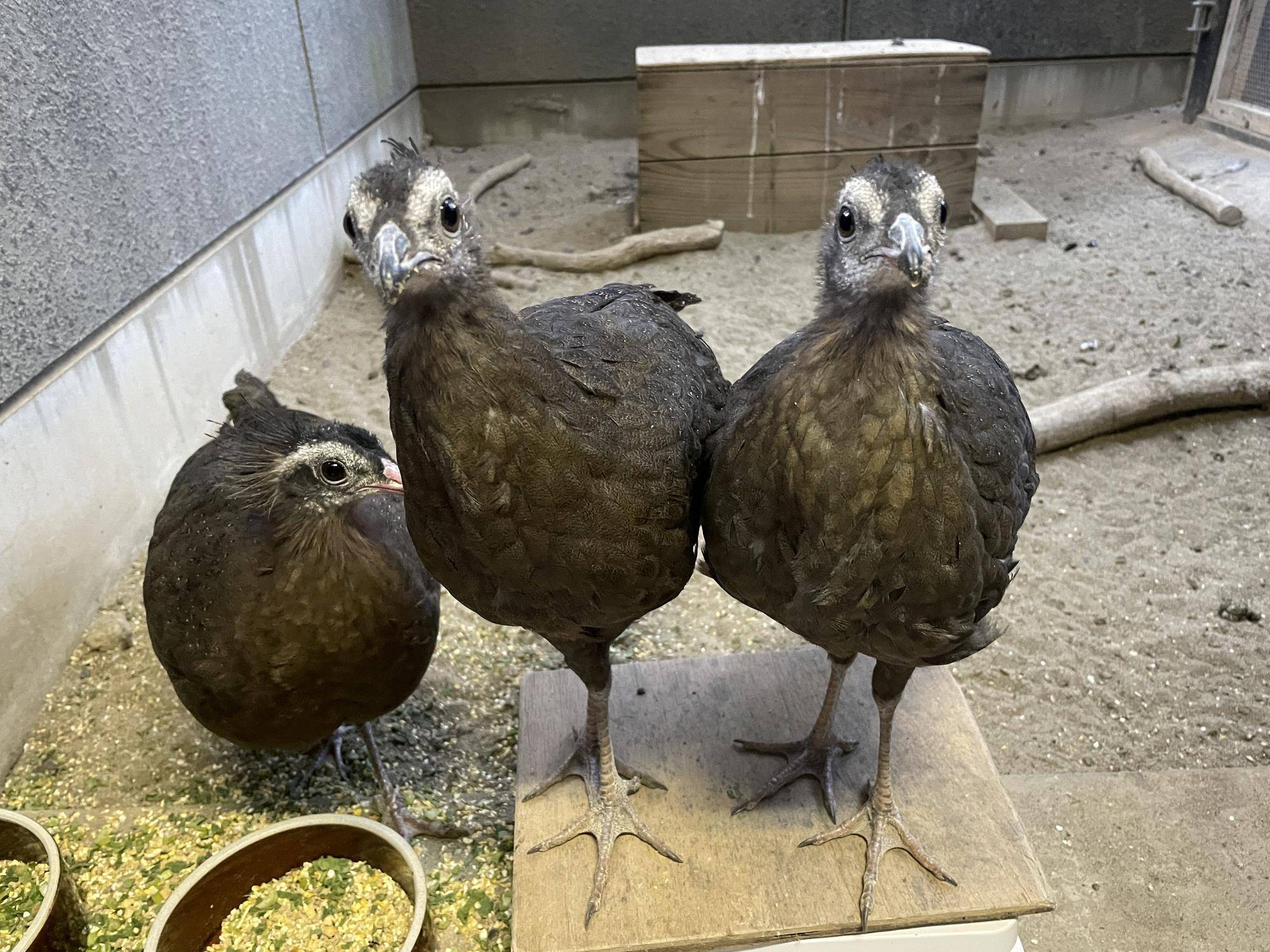 【飼育日誌】20220425:ぴよぴよ通信最終回 (4).jpg