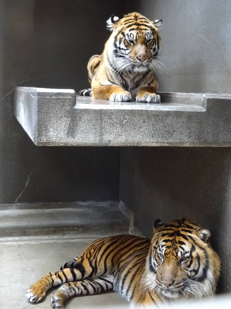 世界トラの日」 スマトラトラの親子写真公開 豪動物園 写真9枚