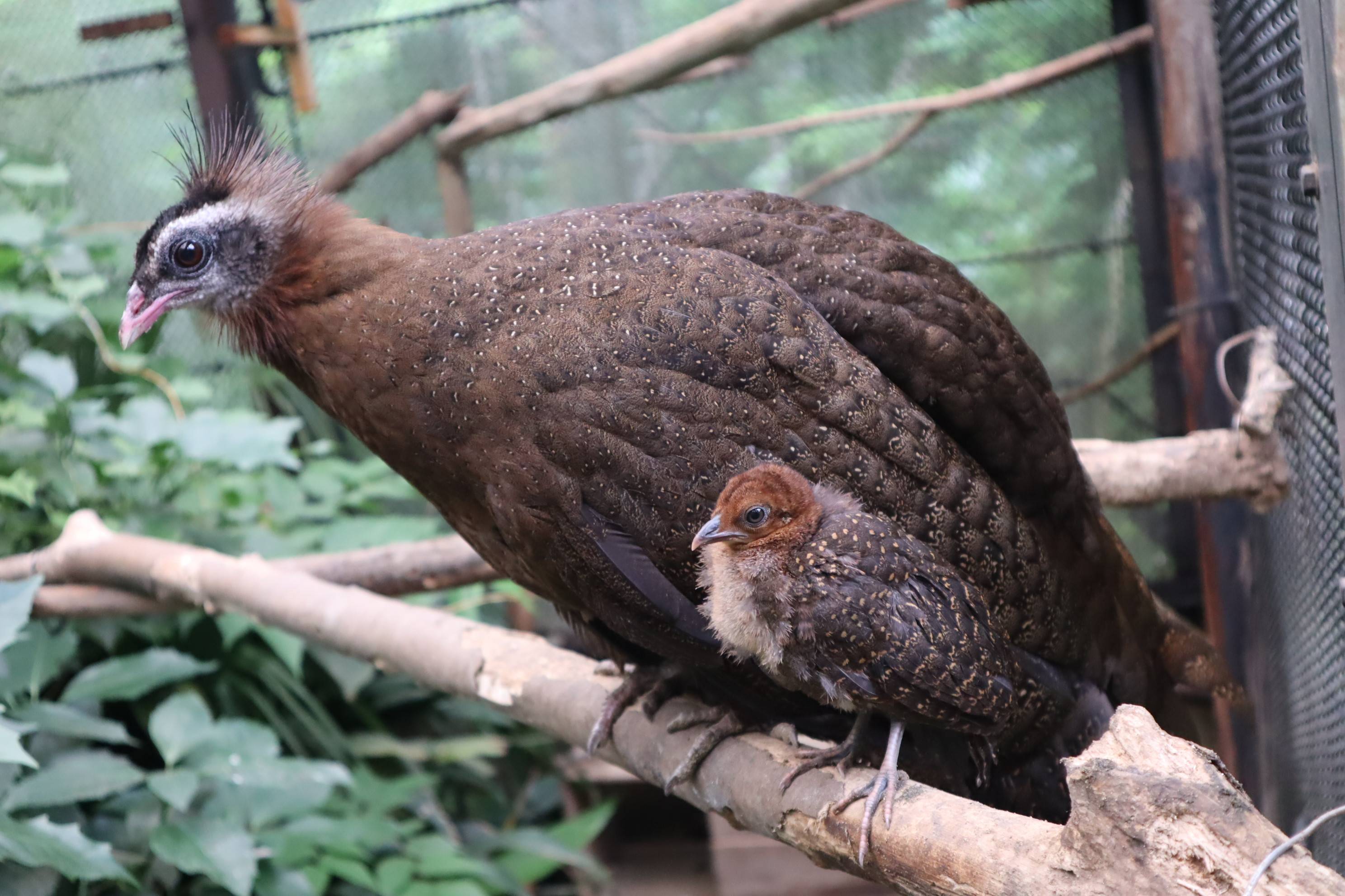 【飼育日誌】20210317：成長記9 (3).jpg