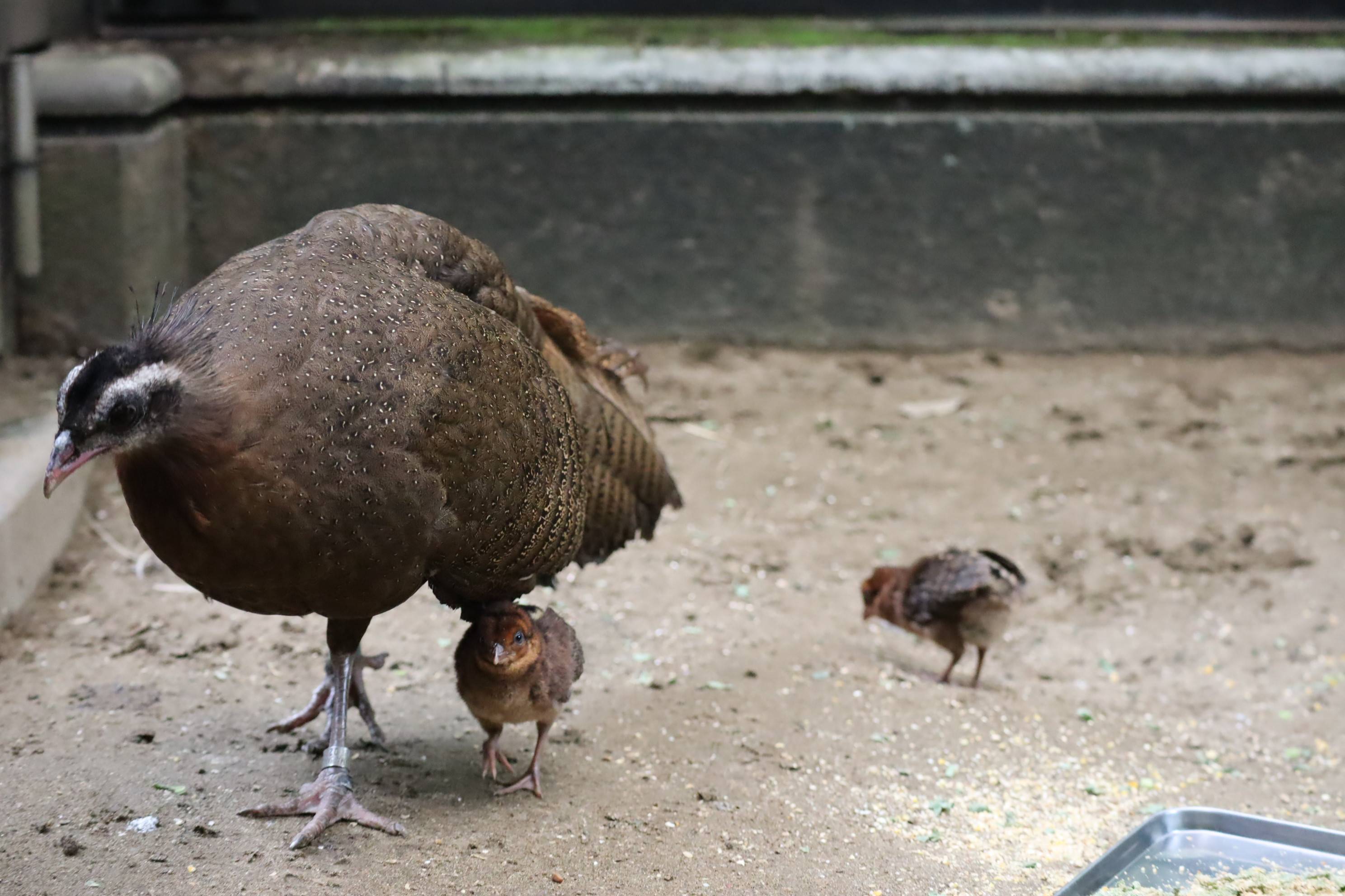 【飼育日誌】20201022：成長記6 (8).jpg