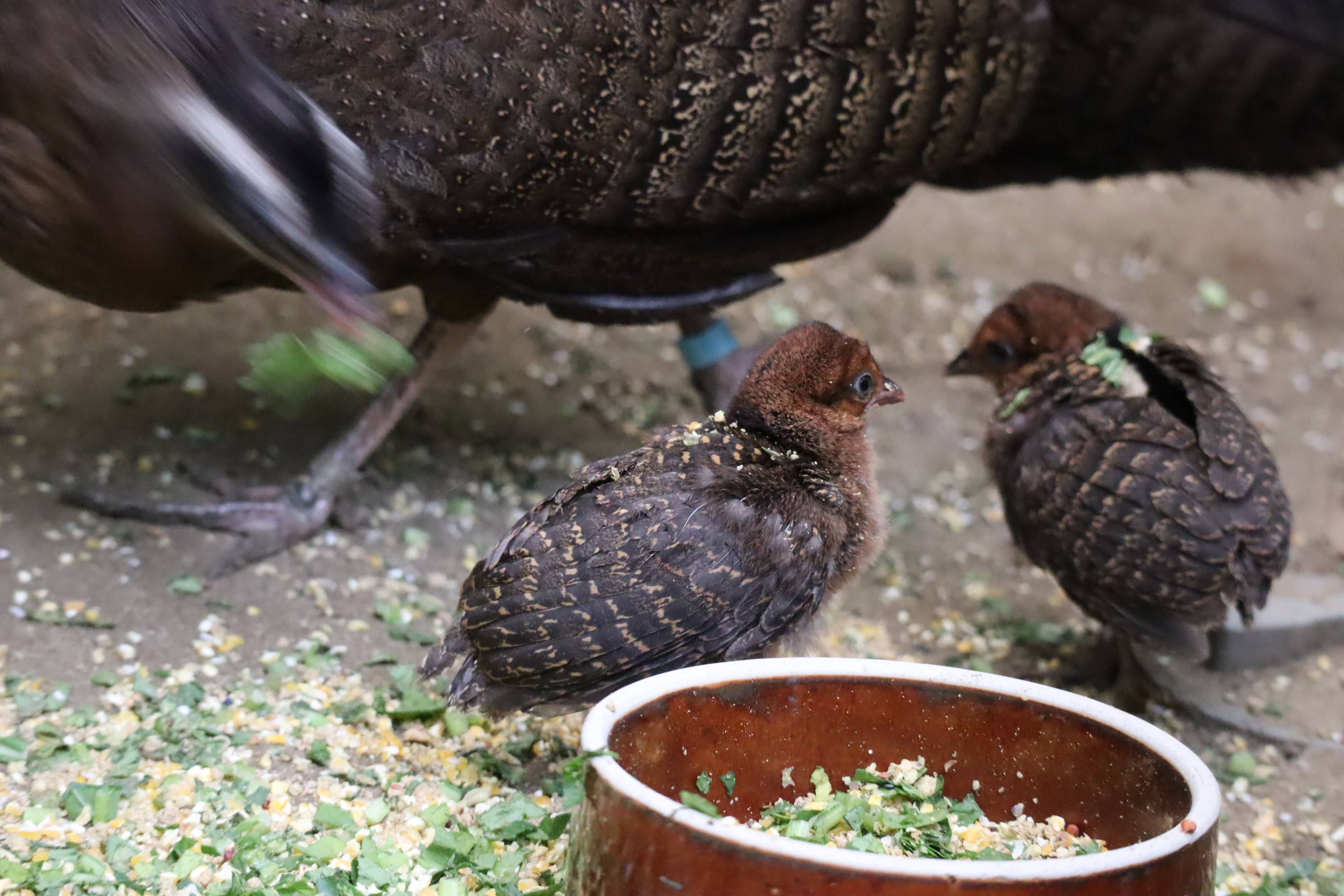 【飼育日誌】20201120:成長記7 (6).jpg