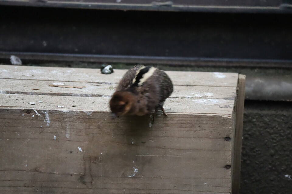 【飼育日誌】20200917：成長記5 (23).jpg