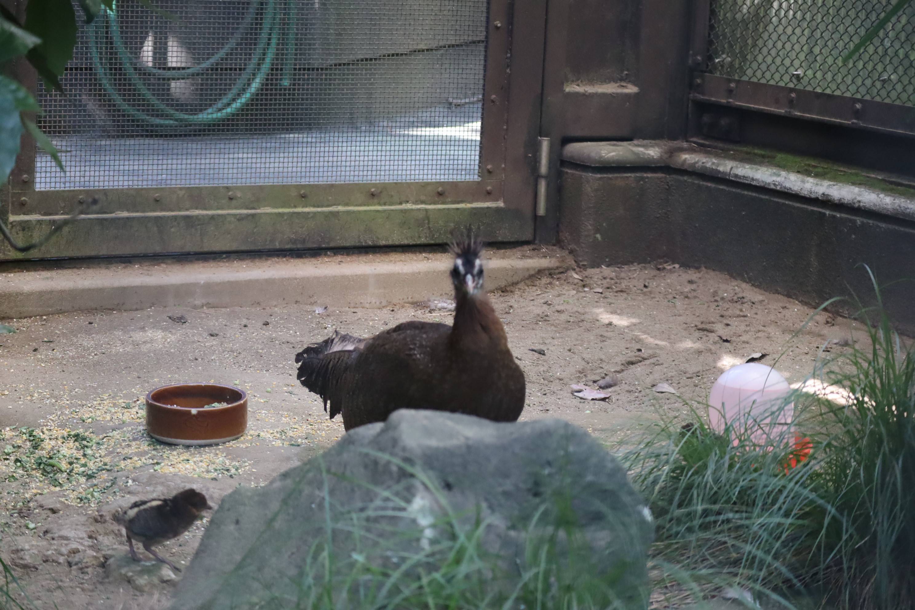 【飼育日誌】20210130：成長記8 (8).jpg