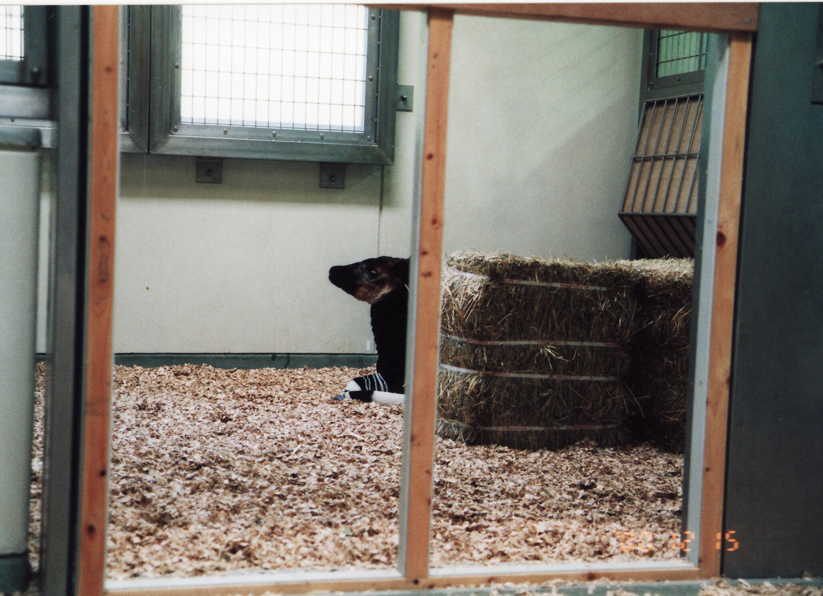 クリープドアの向こう、牧草ブロックの陰で休むピッピ.jpg