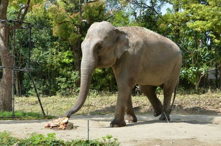 飼育日誌 190428-8 20thゾウ.jpg