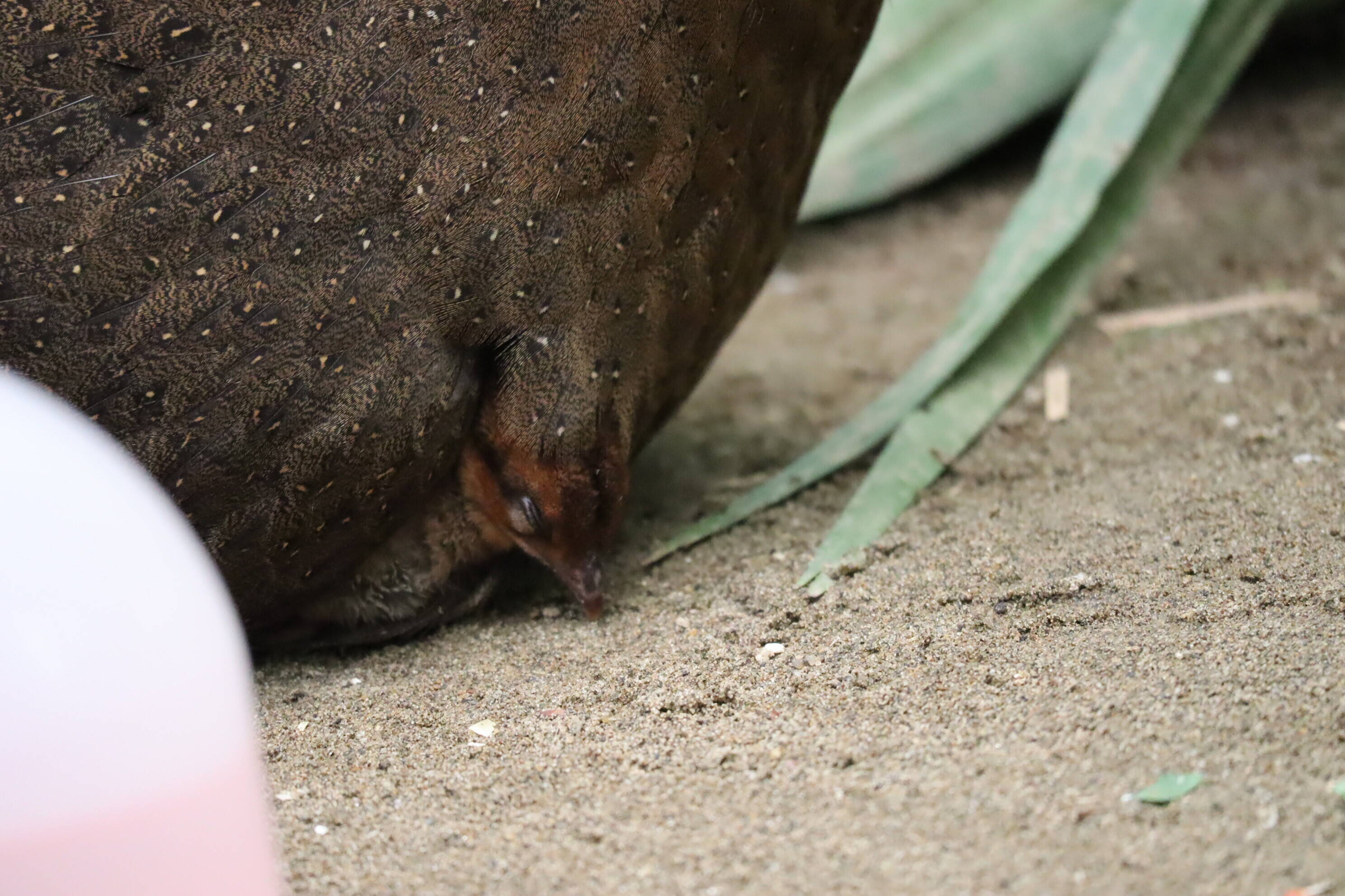 【飼育日誌】20200917：成長記5 (7).jpg