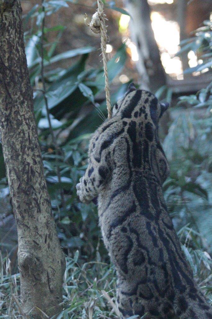 立ち上がってジョリーボールを齧るブー