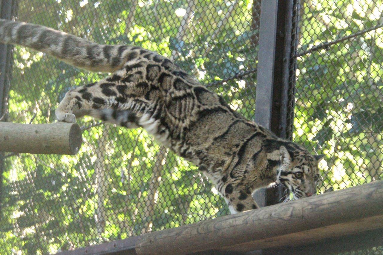 止まり木からキャットウォークに飛び移るアニル