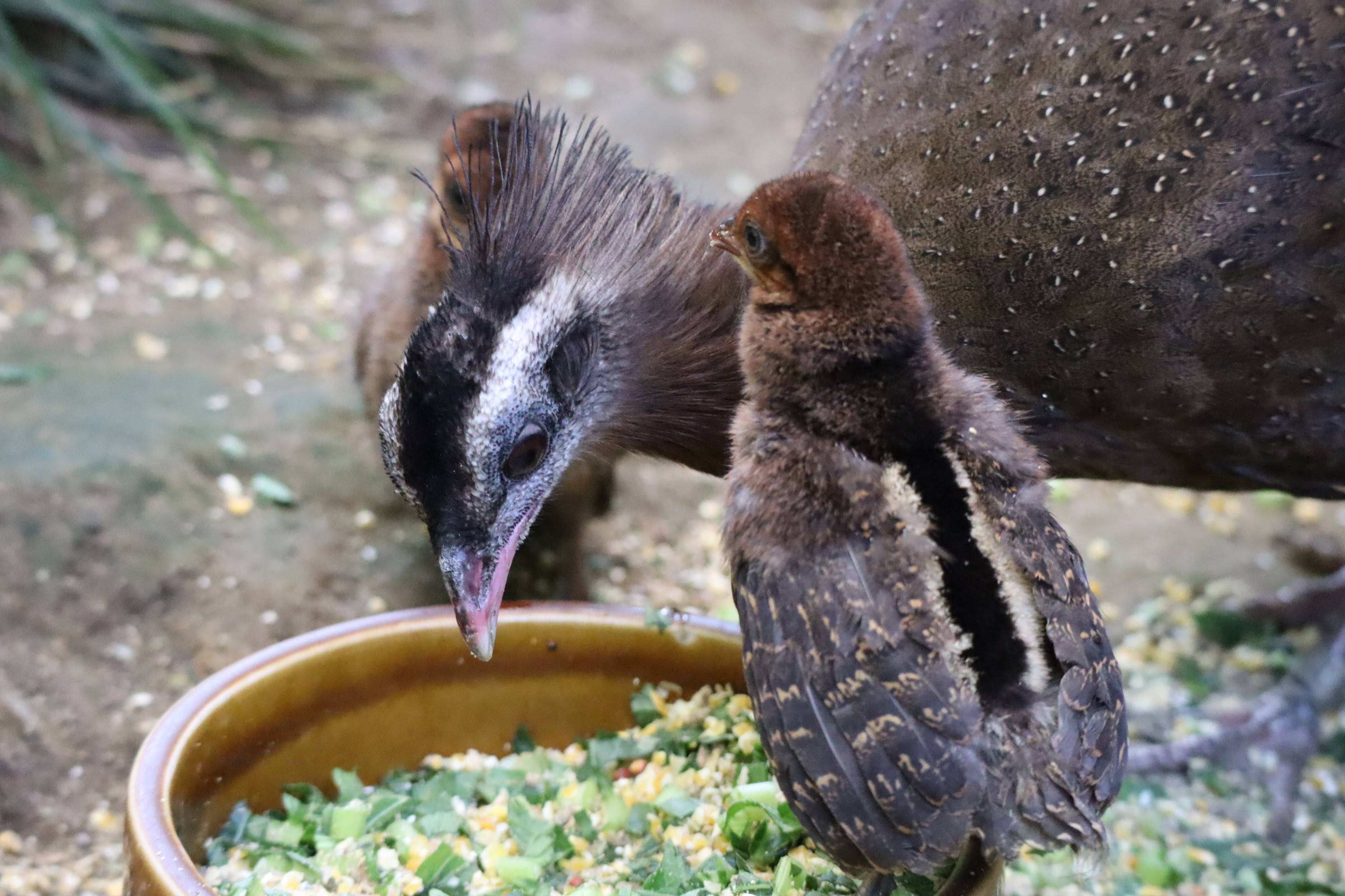 【飼育日誌】20201120:成長記7 (14).jpg