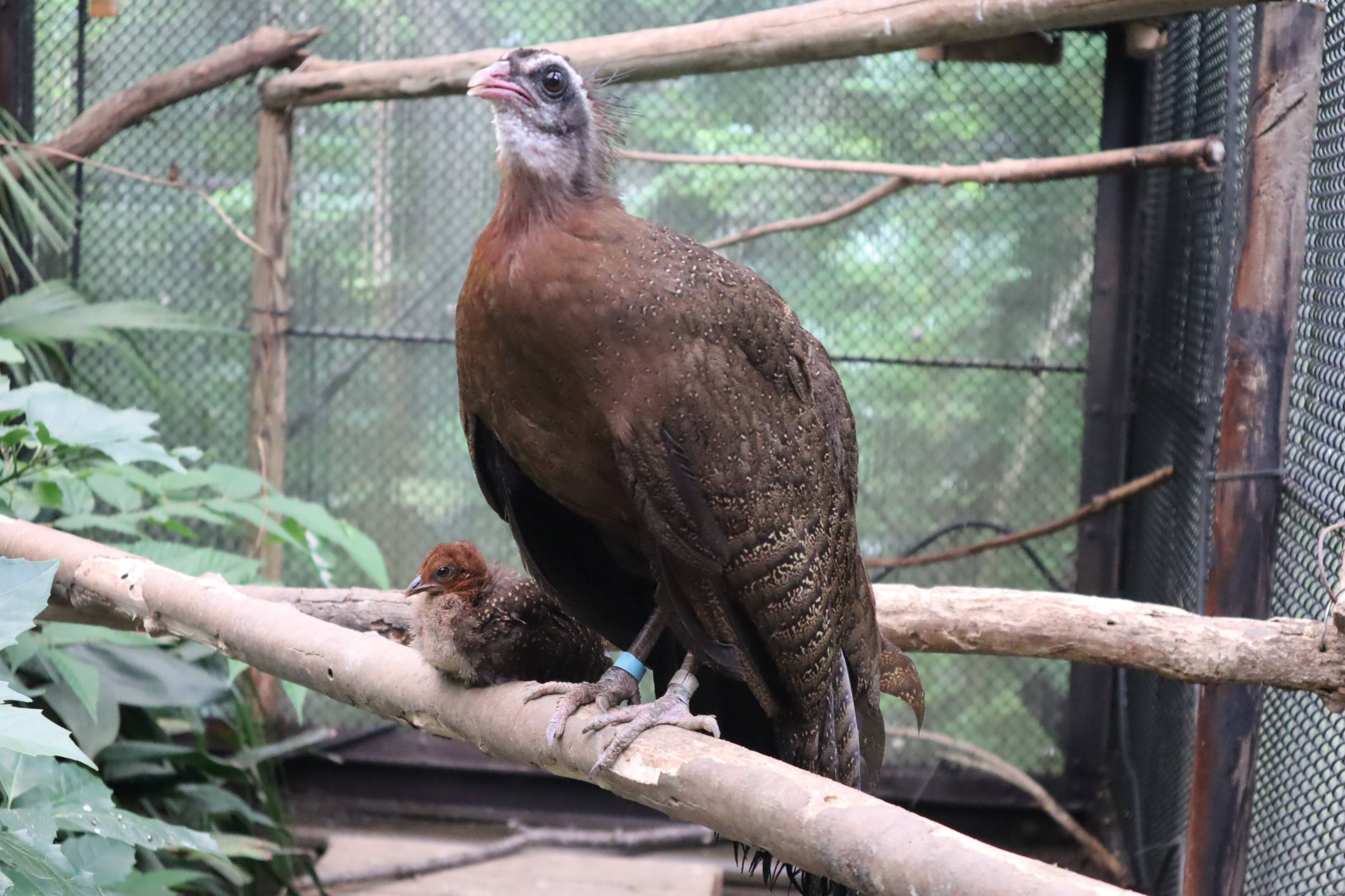 【飼育日誌】20210317：成長記9 (2).jpg