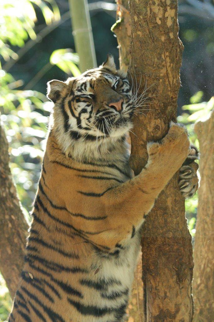 立ち上がって木に爪を立てながら、頬ずりするラウト-2