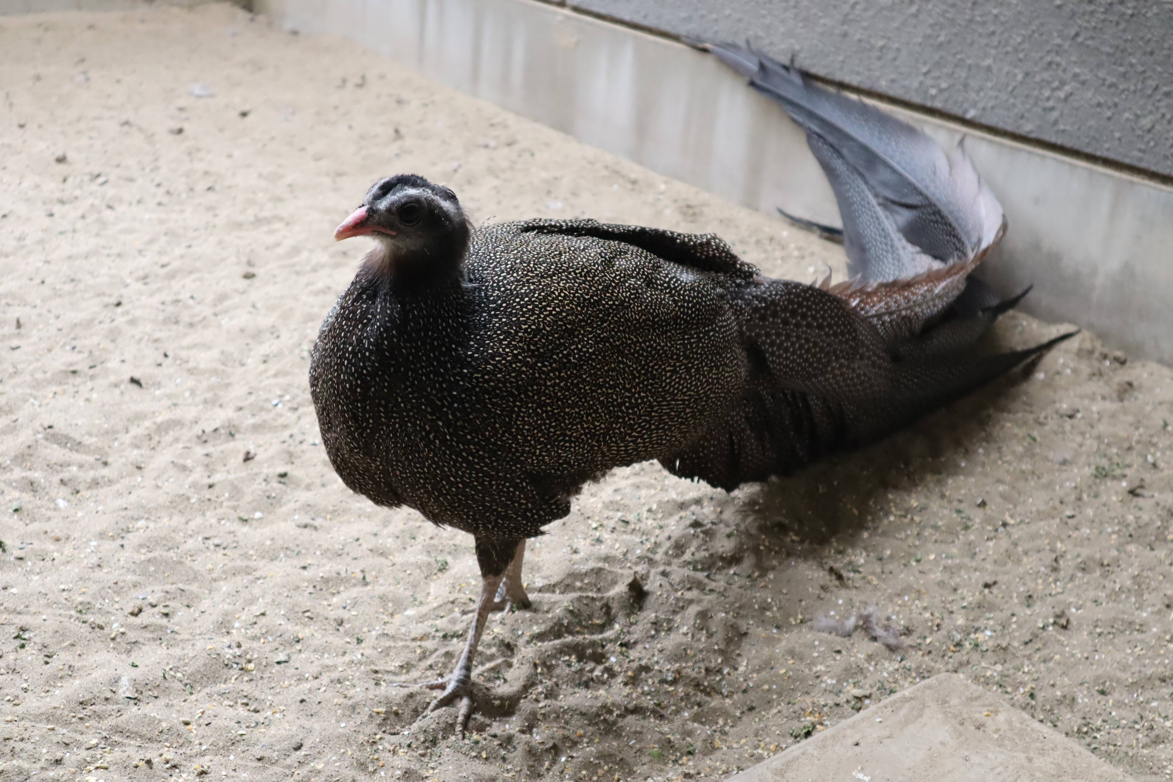 【飼育日誌】20210128:酉年 (11).jpg