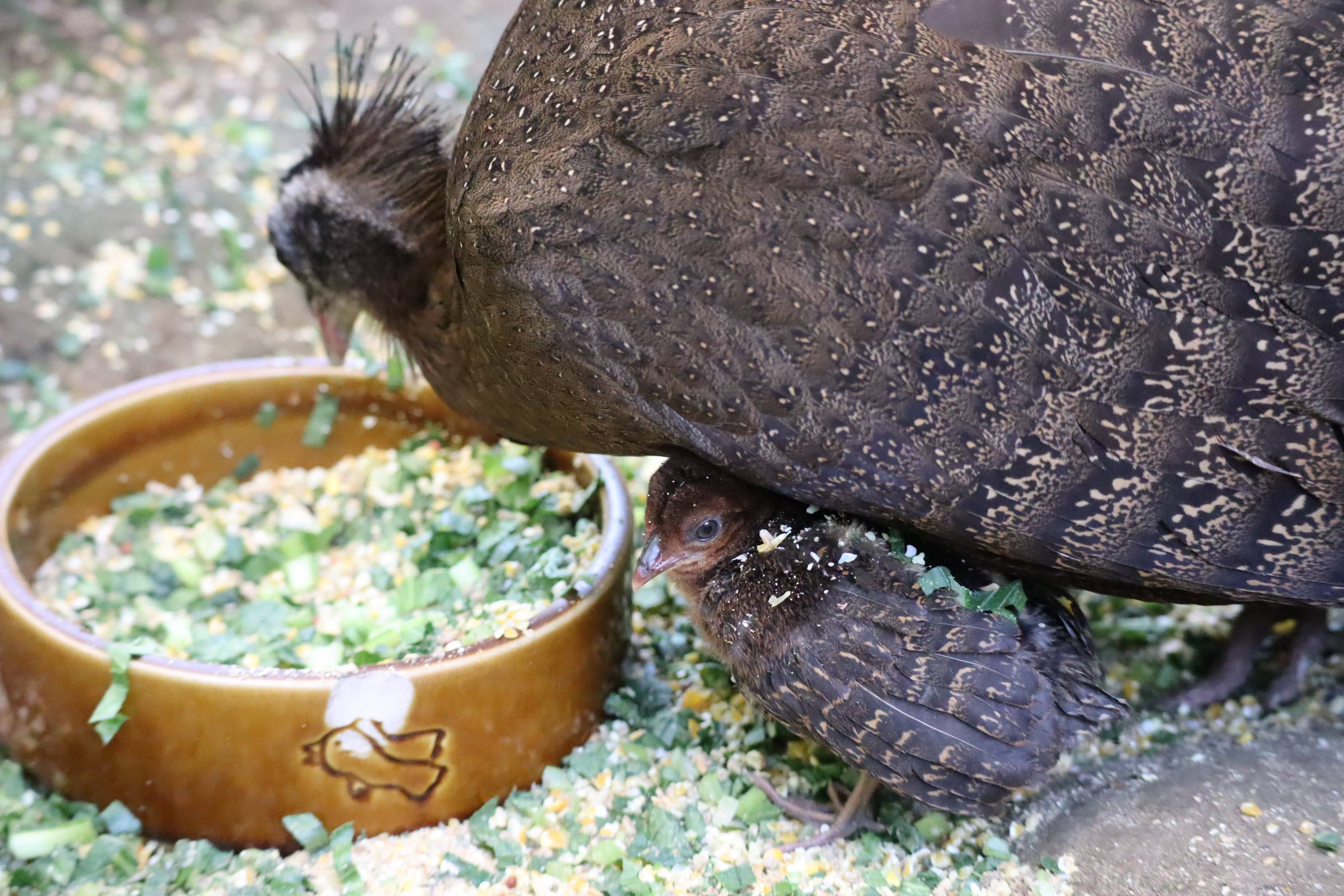 【飼育日誌】20201120:成長記7 (10).jpg
