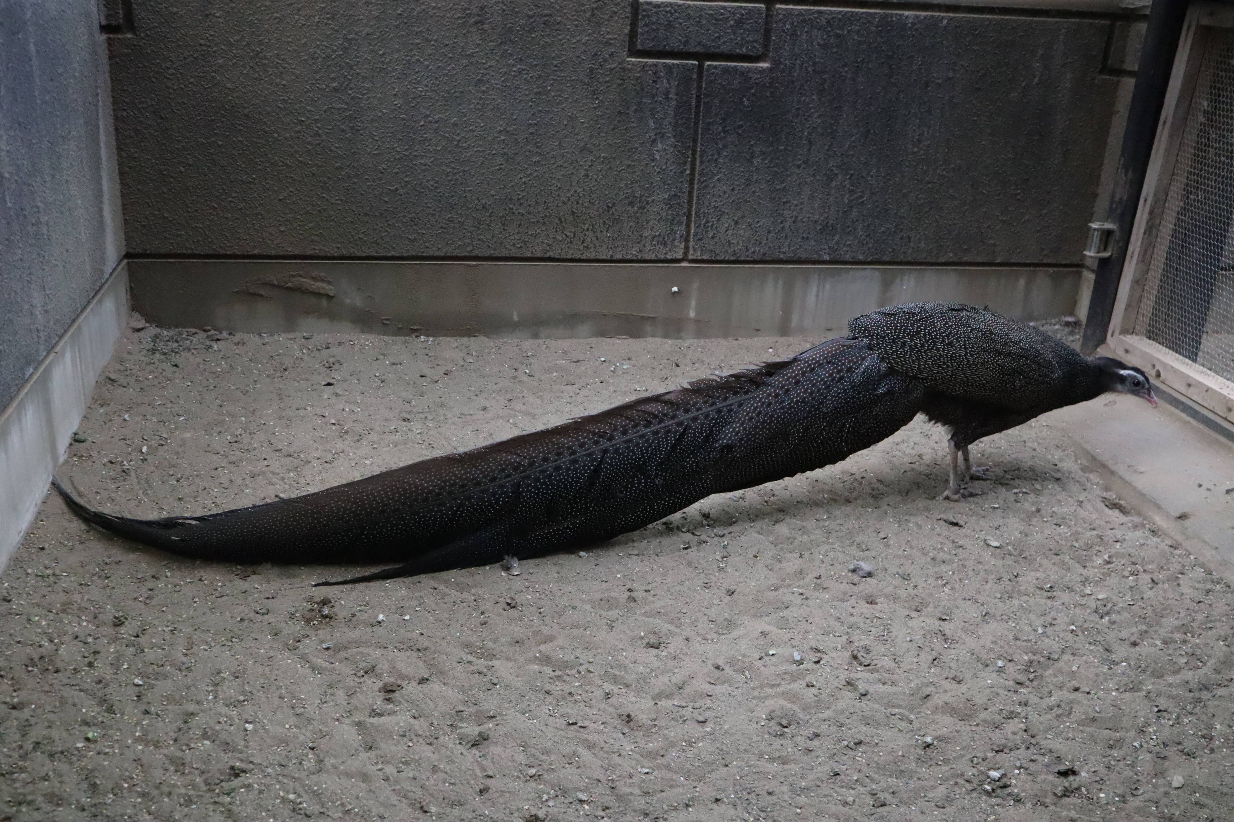 【飼育日誌】20210130：成長記8 (18).jpg