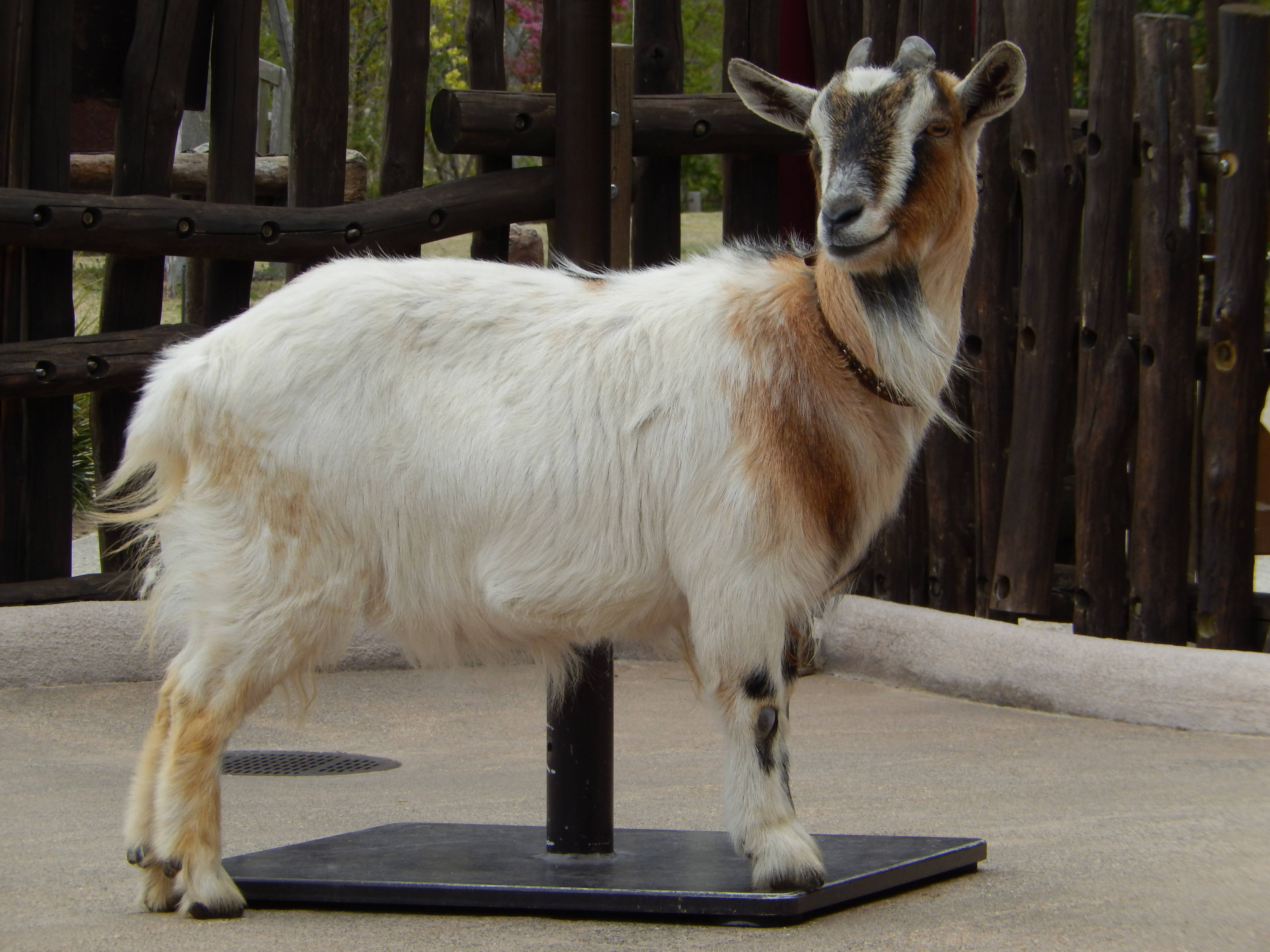 ピグミーゴート コロネ.jpg