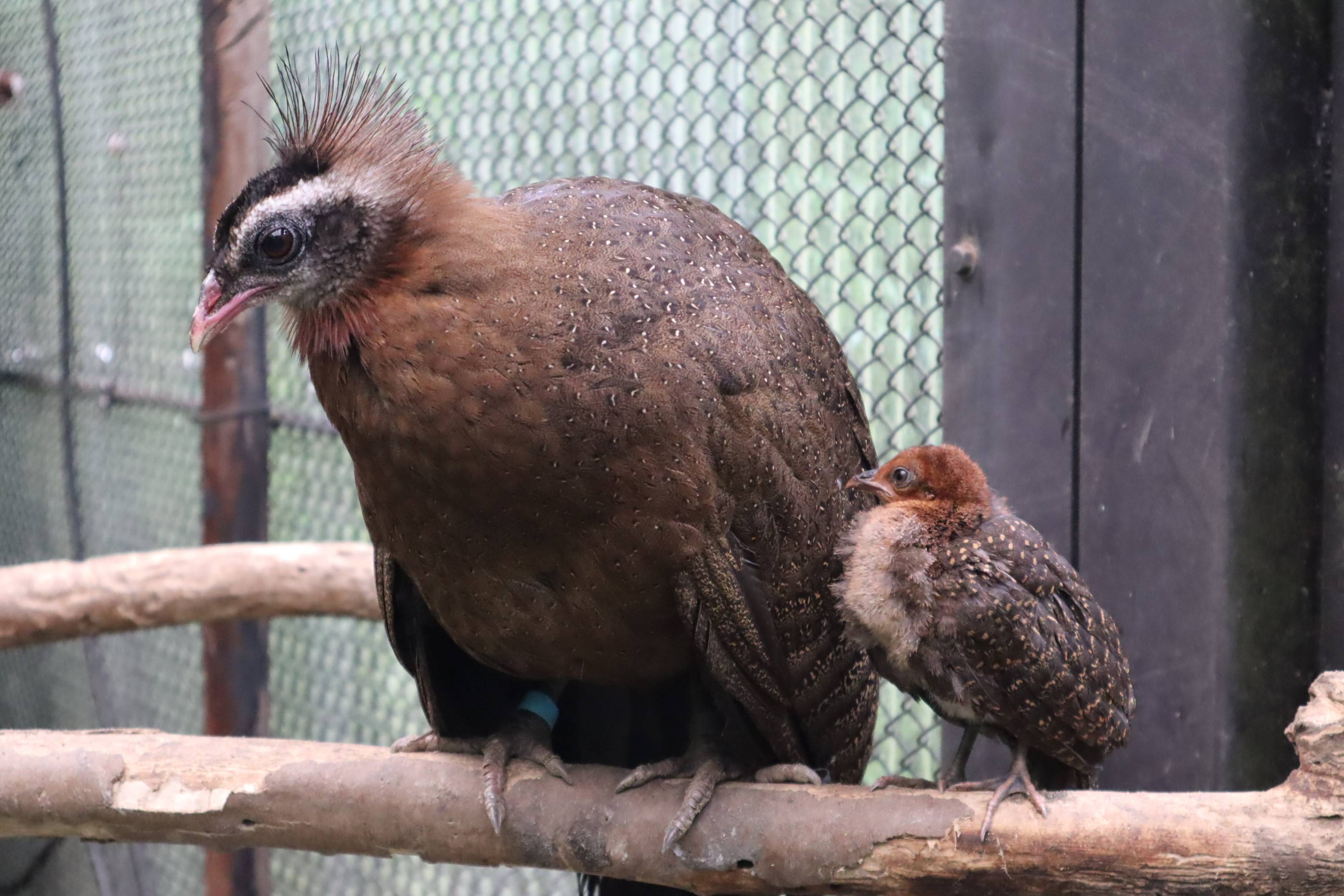 【飼育日誌】20210317：成長記9 (6).jpg