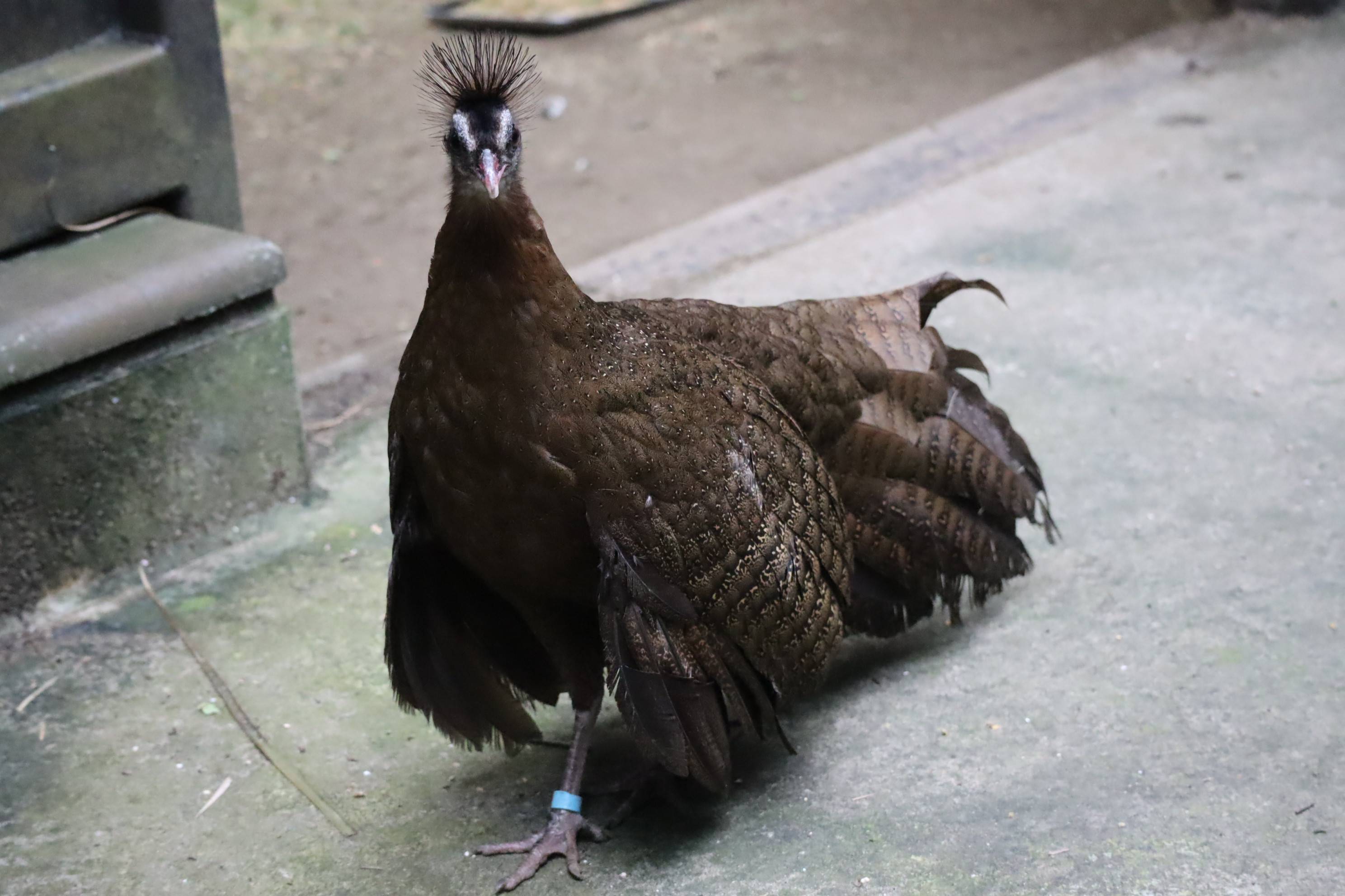 【飼育日誌】20210425:成長記11 (5).jpg