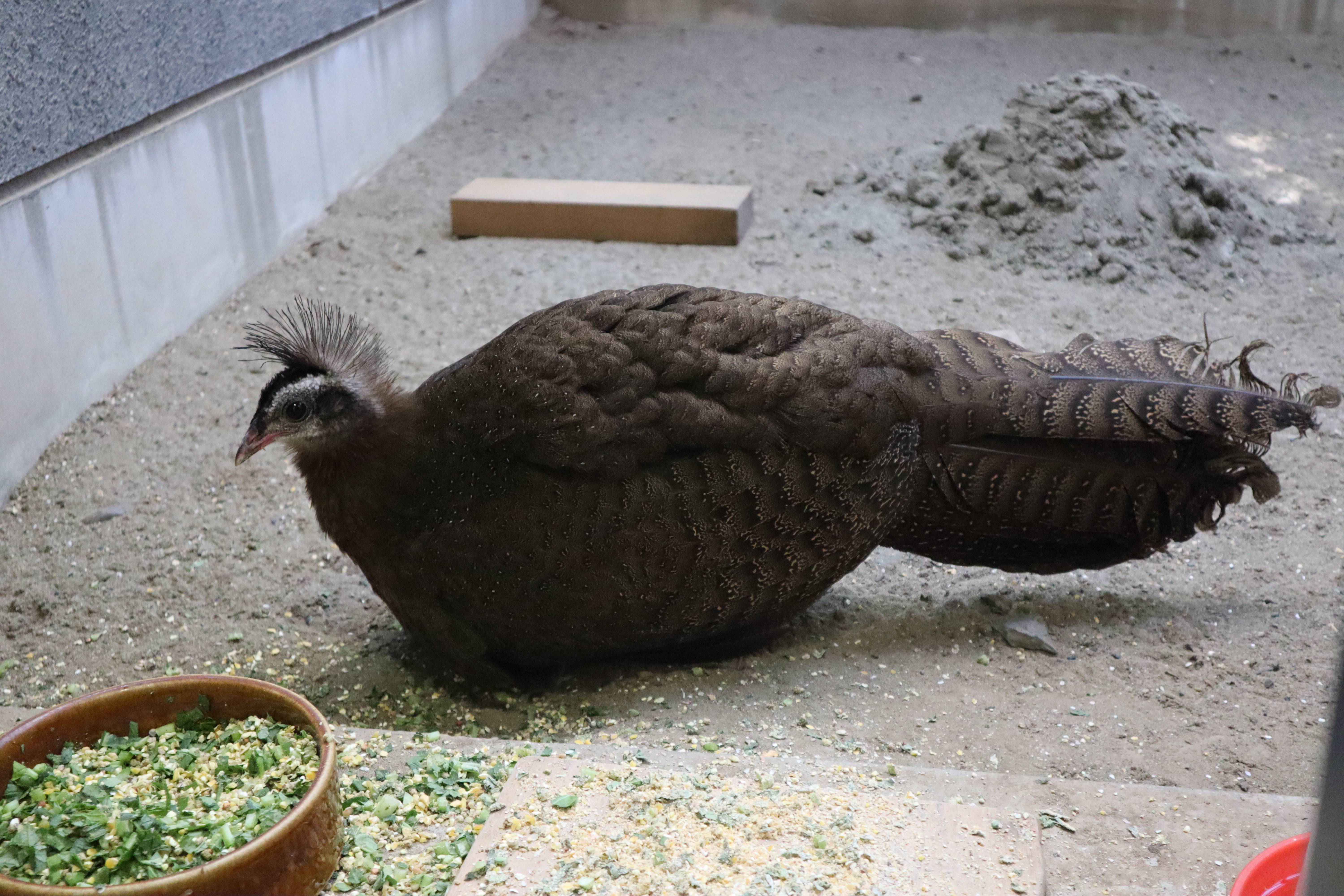 【飼育日誌】20210916:2年連続繁殖成功 (7).jpg
