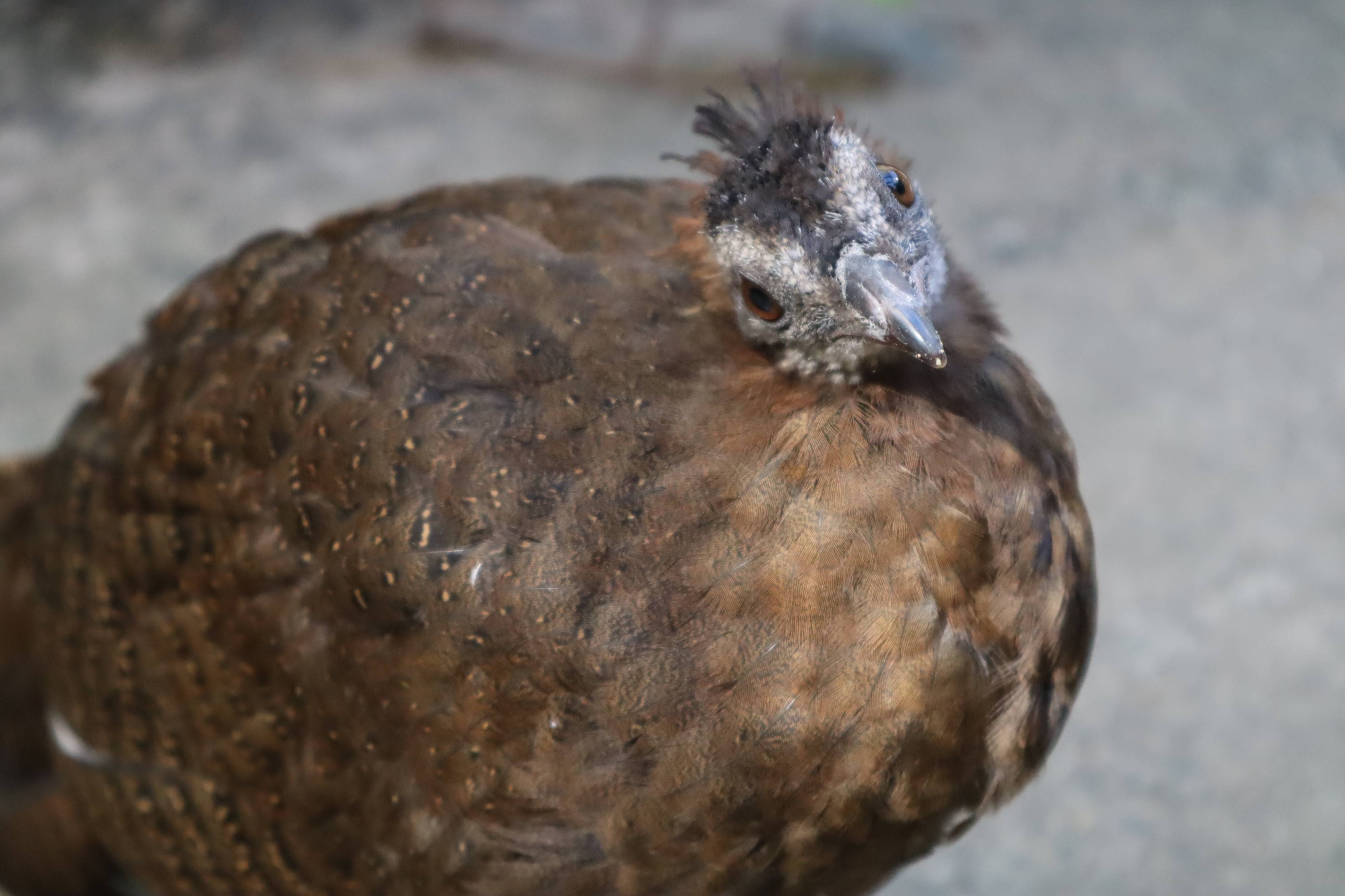 【飼育日誌】20210425:成長記11 (11).jpg