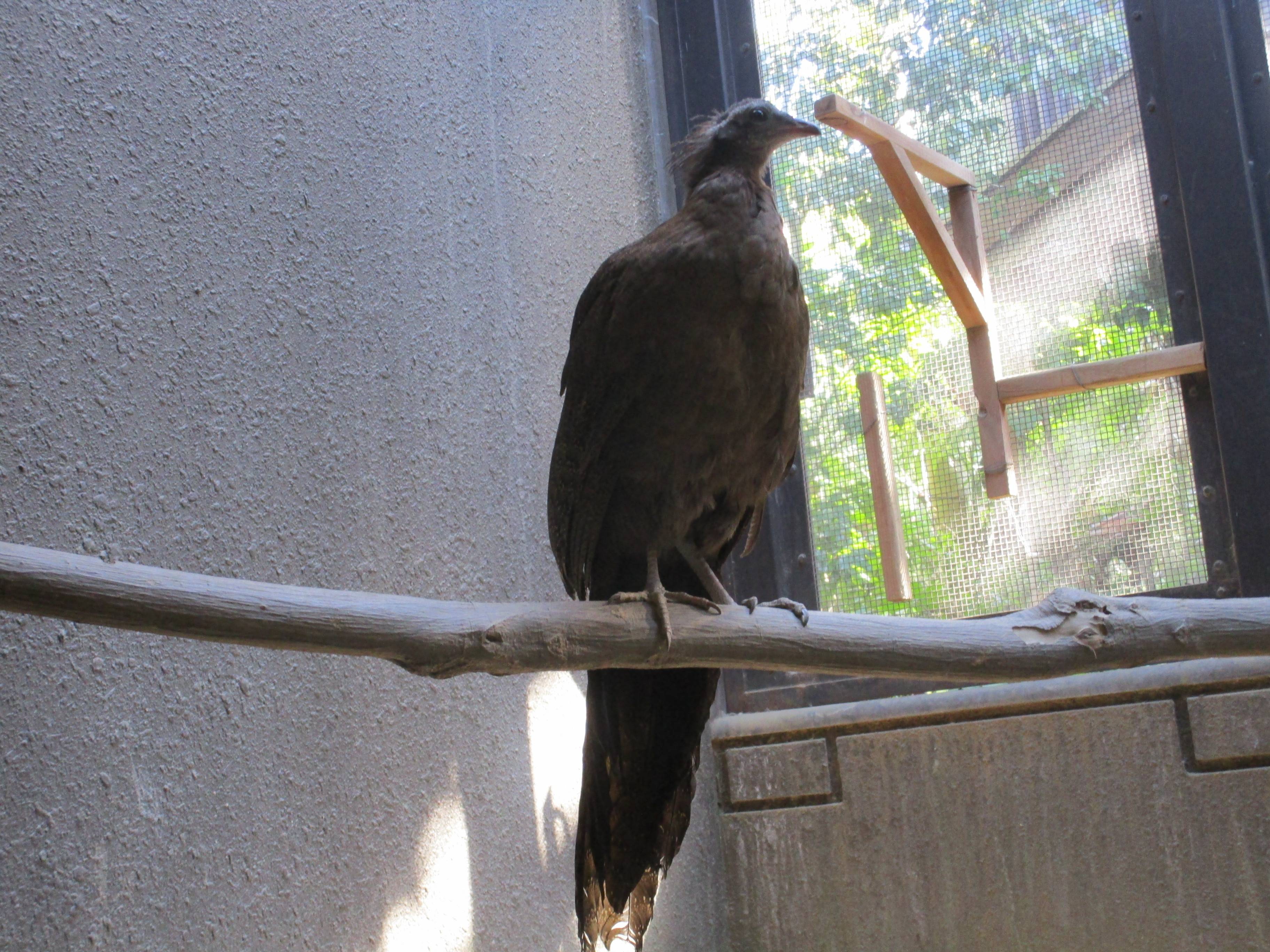 【飼育日誌】20210619:成長記13 (7).jpg