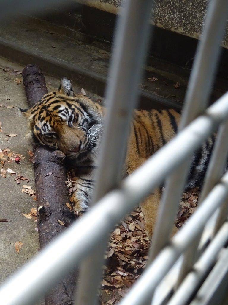 落ち葉の上でくつろぐラウト