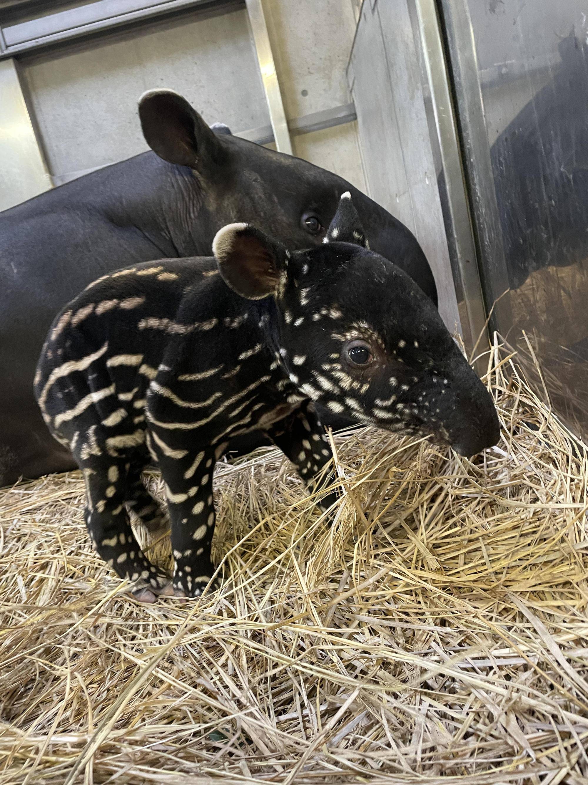 うり坊成長日記 うり坊柄の秘密は 飼育日誌 よこはま動物園ズーラシア公式サイト 公益財団法人 横浜市緑の協会 うり坊成長日記 うり坊柄の秘密は 飼育日誌 よこはま動物園ズーラシア公式サイト 公益財団法人 横浜市緑の協会