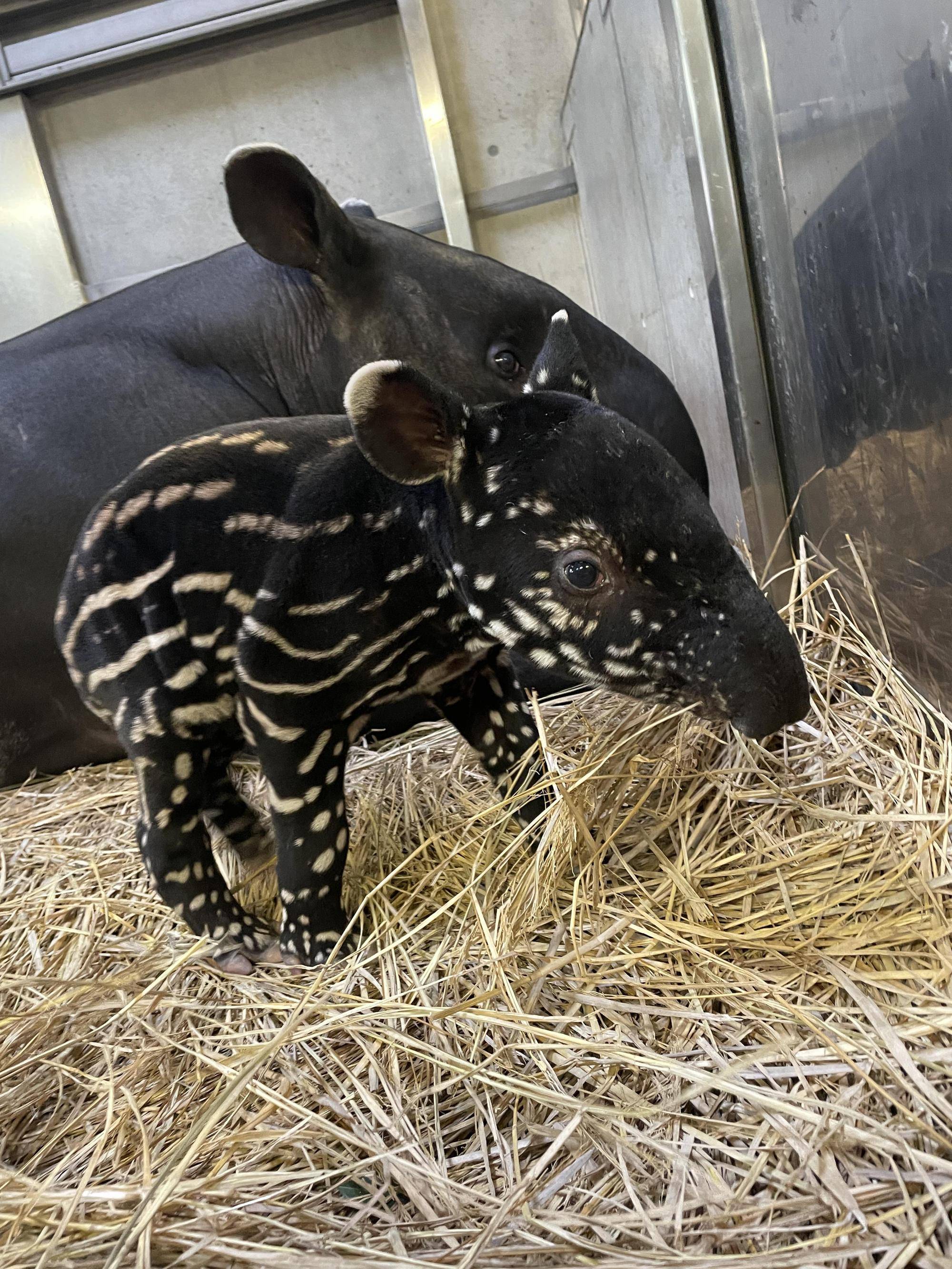 うり坊成長日記 うり坊柄の秘密は 飼育日誌 よこはま動物園ズーラシア公式サイト 公益財団法人 横浜市緑の協会